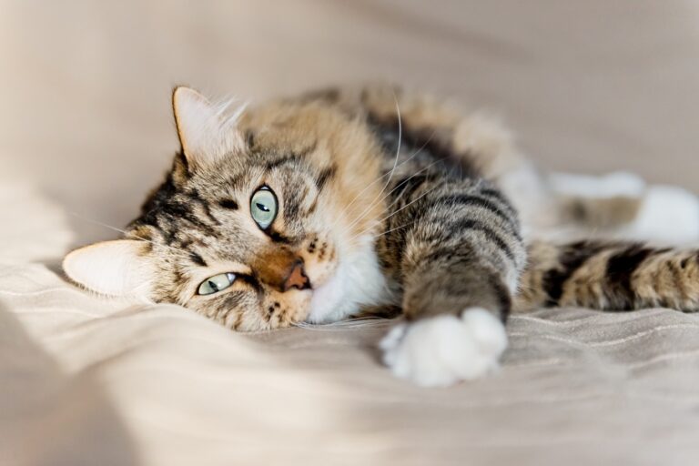 Il existe une journée internationale consacrée aux chats