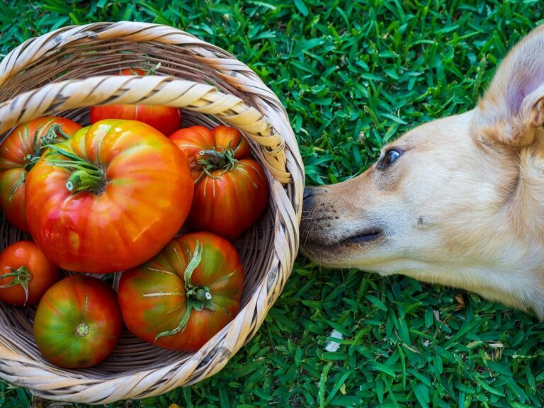 Un chien devant un panier de tomates