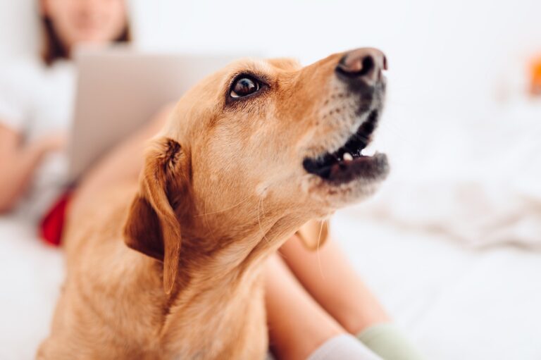 Aboiement d'un chien en intérieur