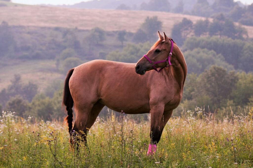 American quarter horse dans la nature