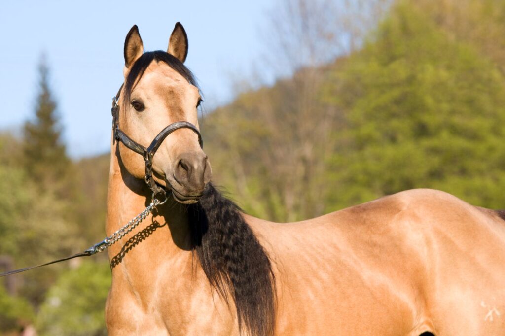 Quarter Horse dans la nature