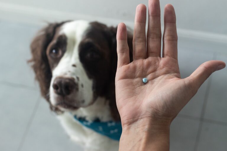 anti douleur pour chien