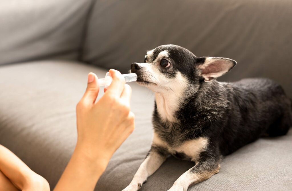 injection d'un anti douleur pour un chien