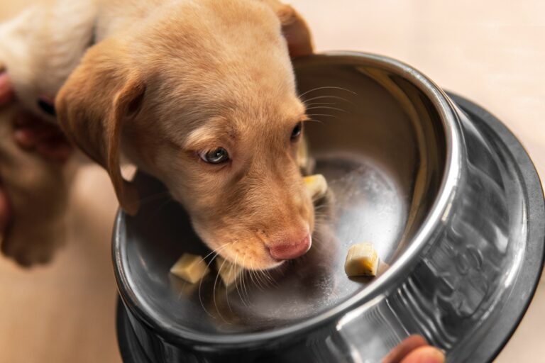 Un chien qui mange une banane