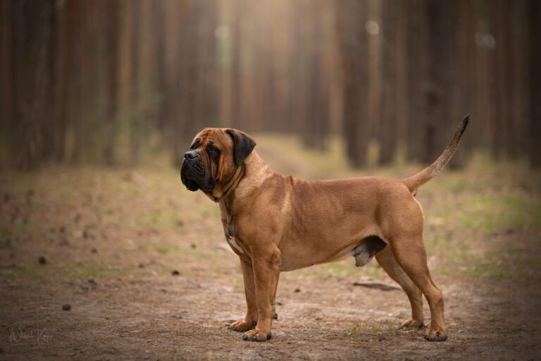 Boerboel : énorme chien de ferme