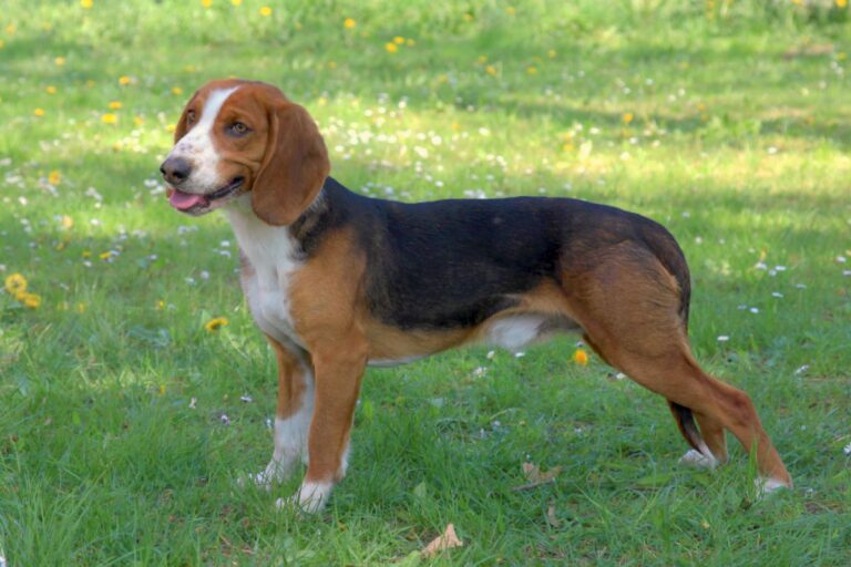 brachet allemand sur l'herbe