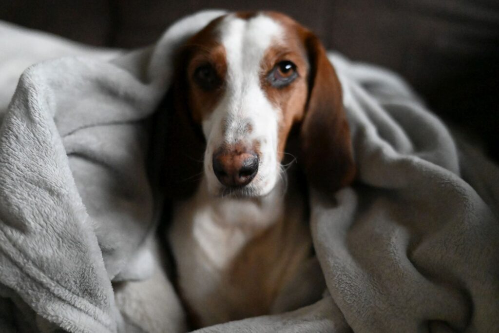 chien brachet allemand sous une couette