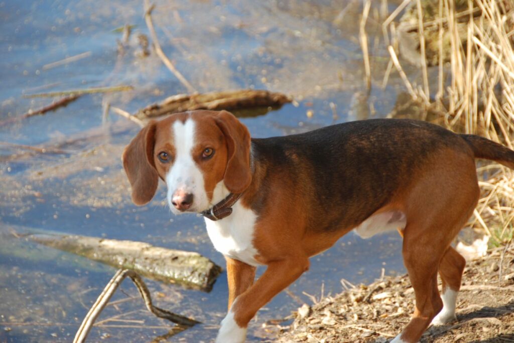 la race de chien brachet allemand