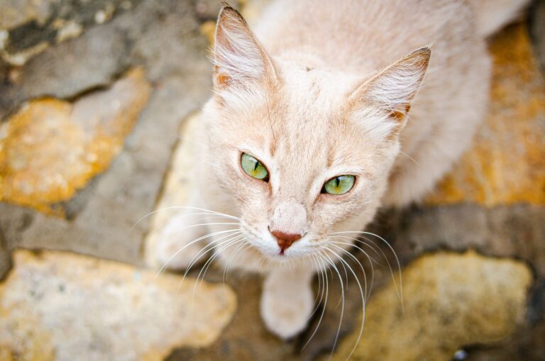 Un chat comme pendant l'Égypte antique.