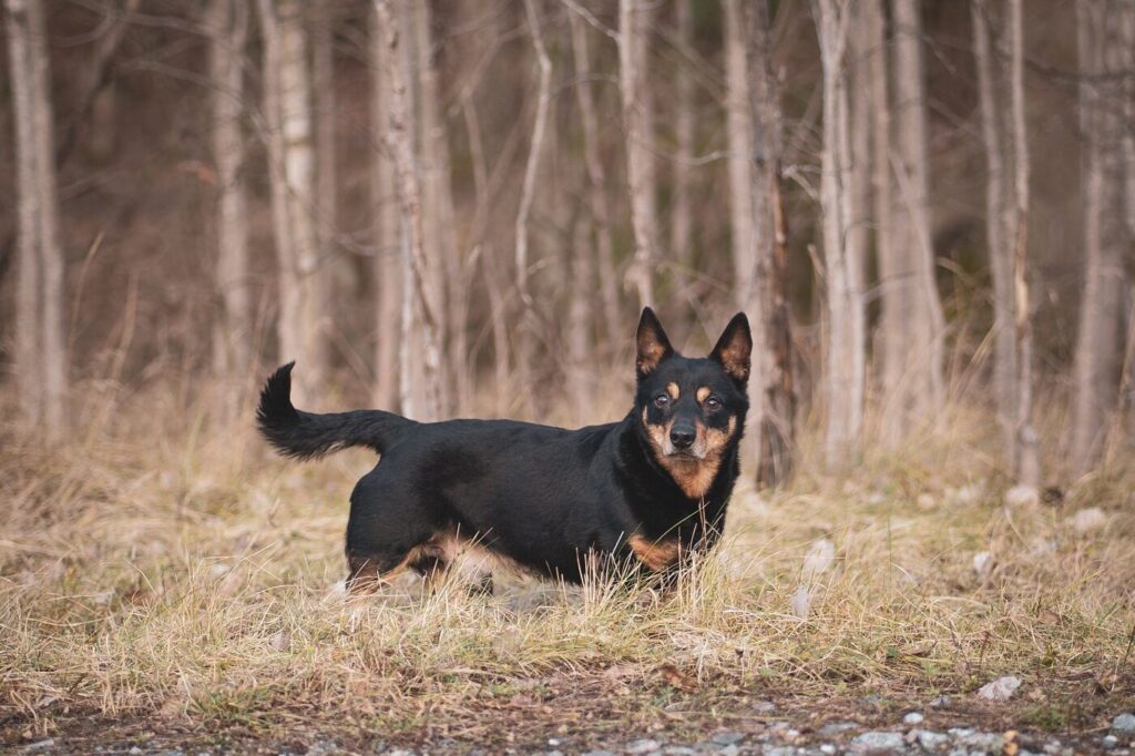 Race de chien vivant le plus vieux au monde