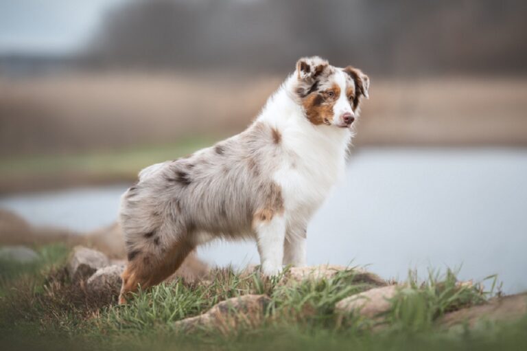 Chien merle : le berger australien est particulièrement concerné