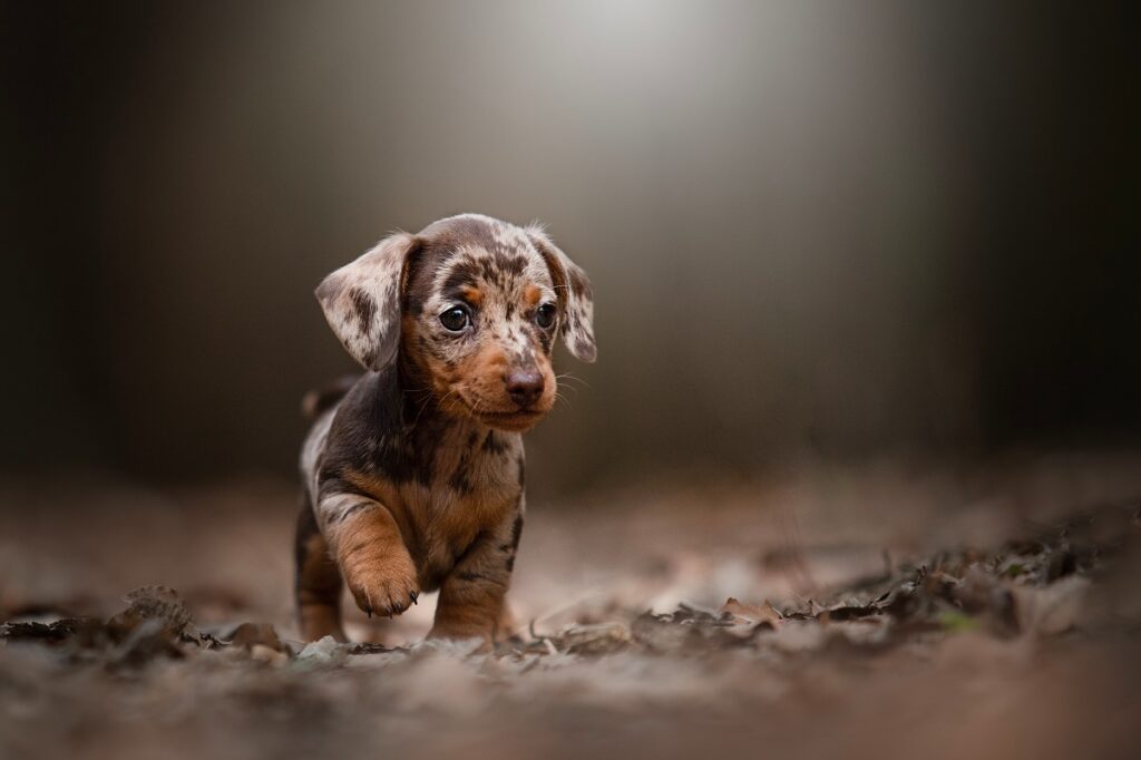 Un petit chien merle