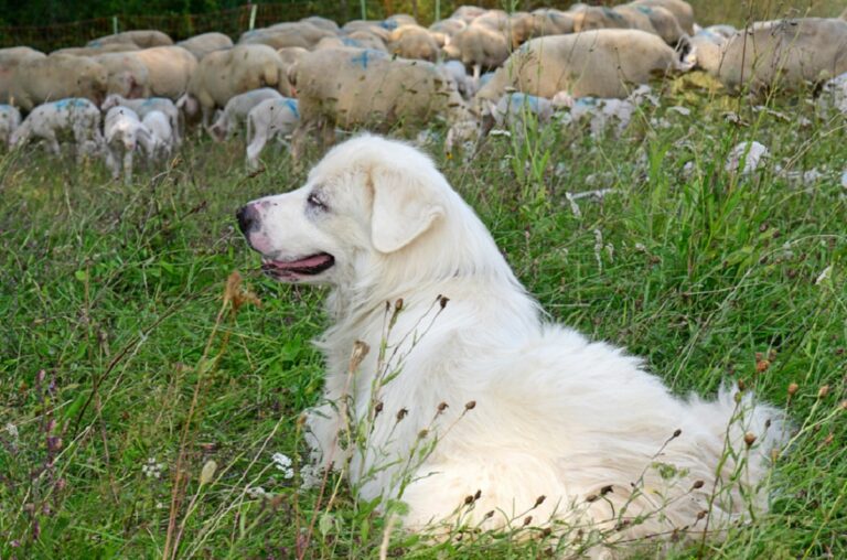 chien de berger dans l'herbe