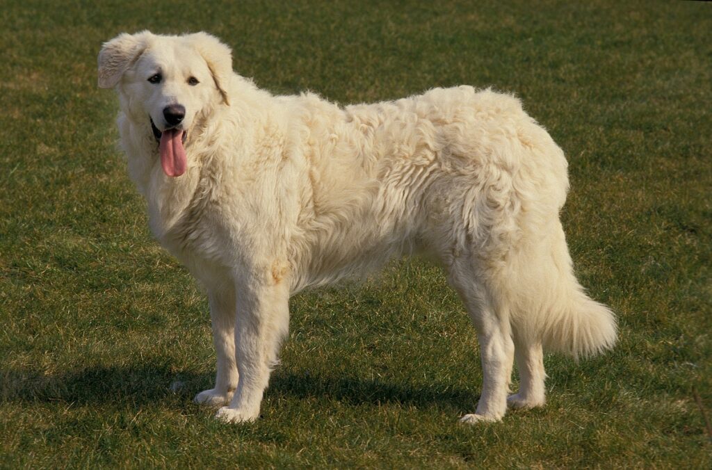 chien de berger qui protège les troupeaux