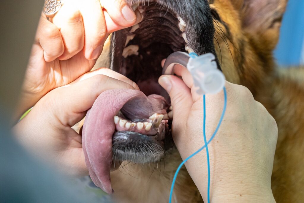 chien atteint de maladie respiratoire intubé