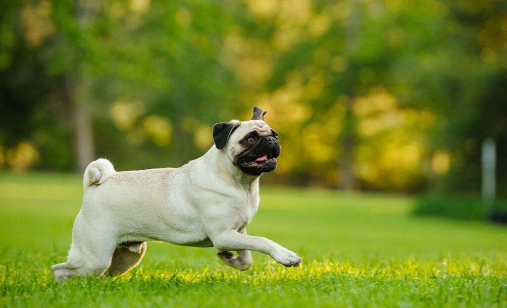 chien enclin à développer une maladie de la trachée