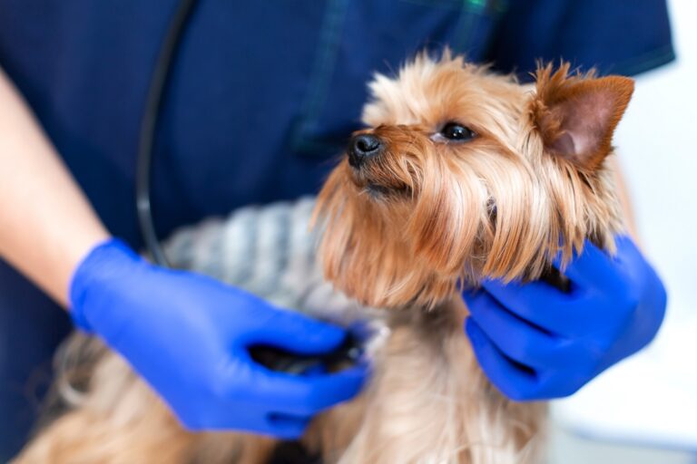 collapsus trachéal chez le chien