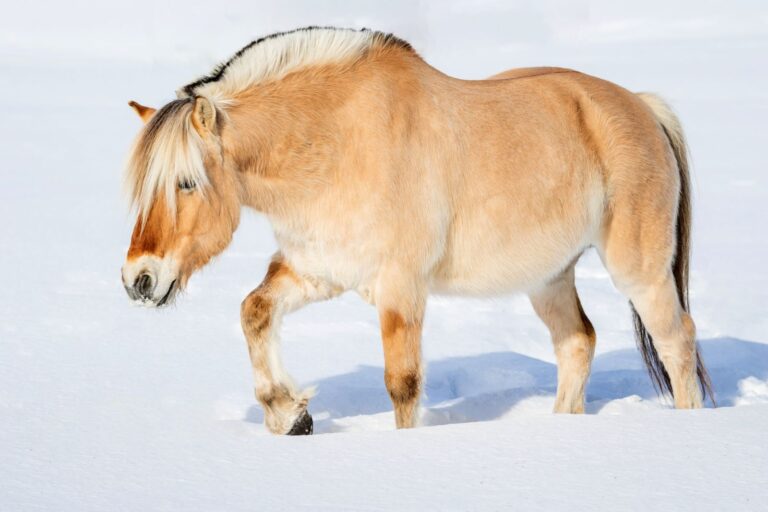 Fjord : cheval norvégien