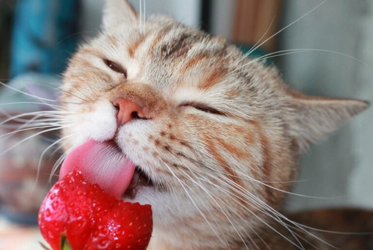 Un chat en train de manger une fraise