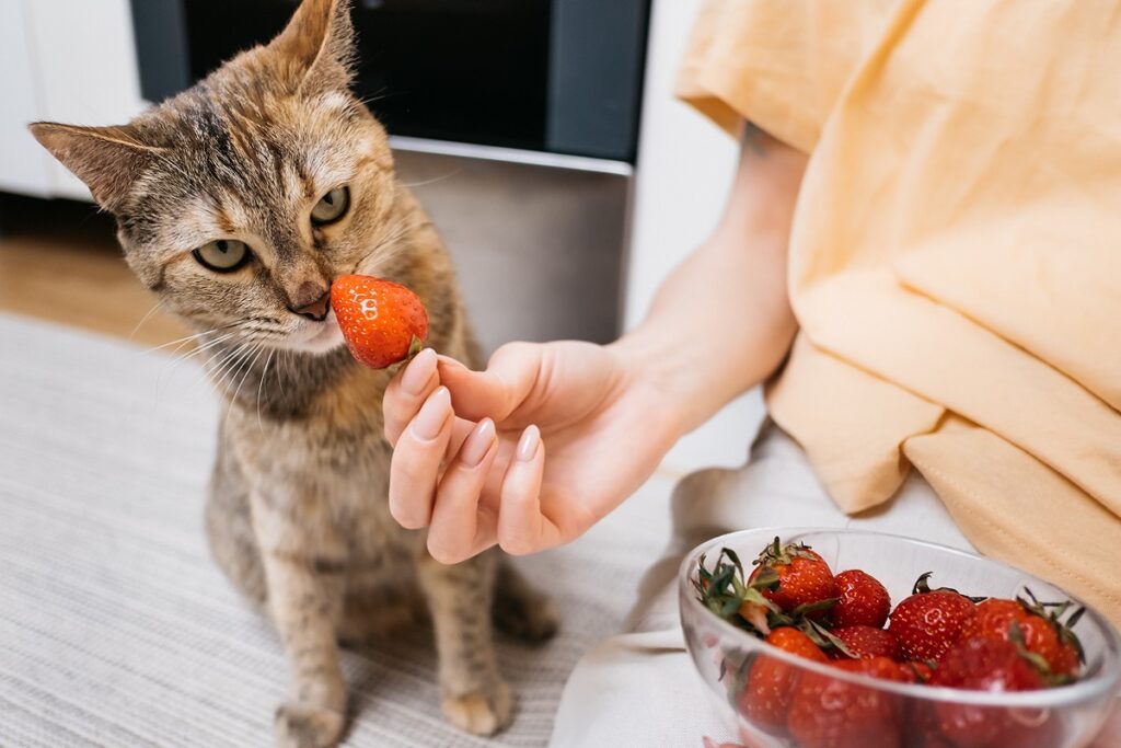 Un chat s'apprêtant à manger une fraise