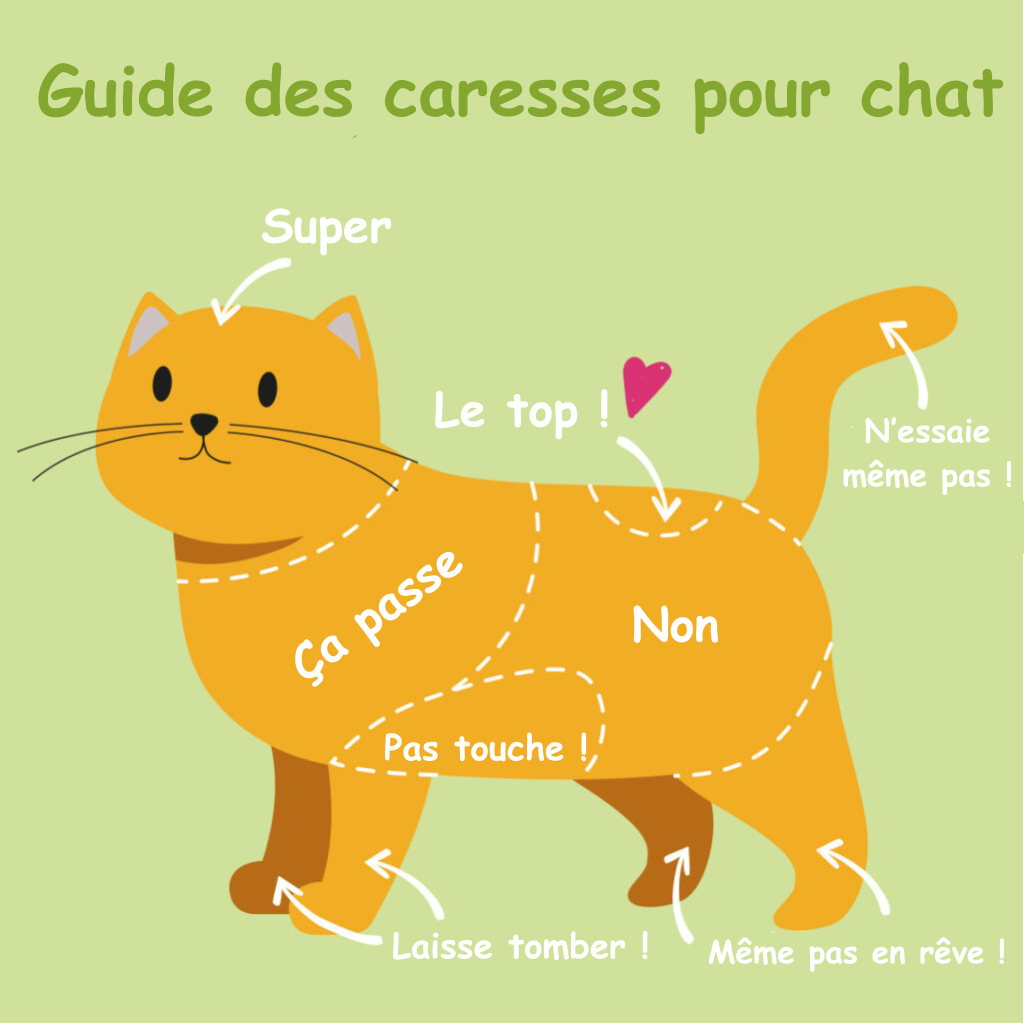 Zones sur lesquelles le chat aime se faire caresser