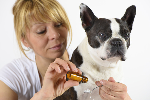 chien sous homéopathie