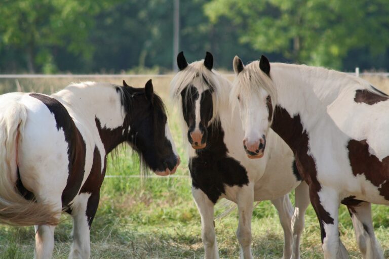 irish cob à la prairie