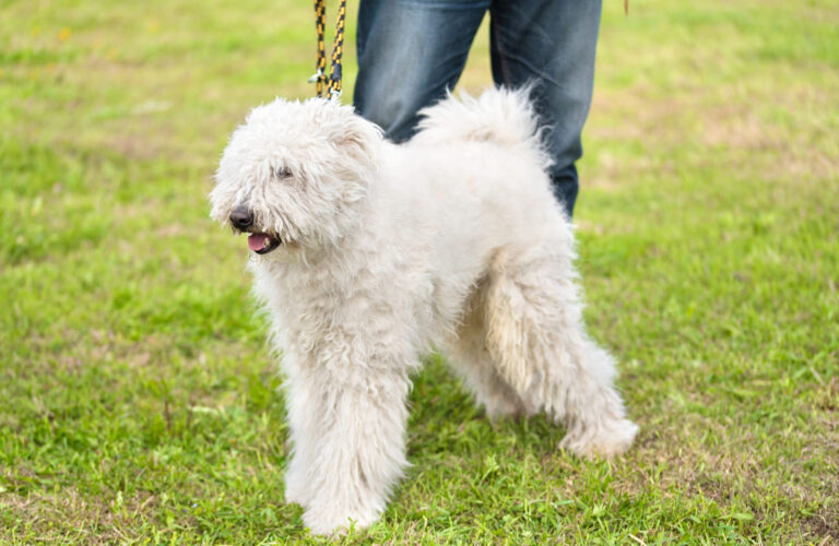 un chien komondor sur l'herbe