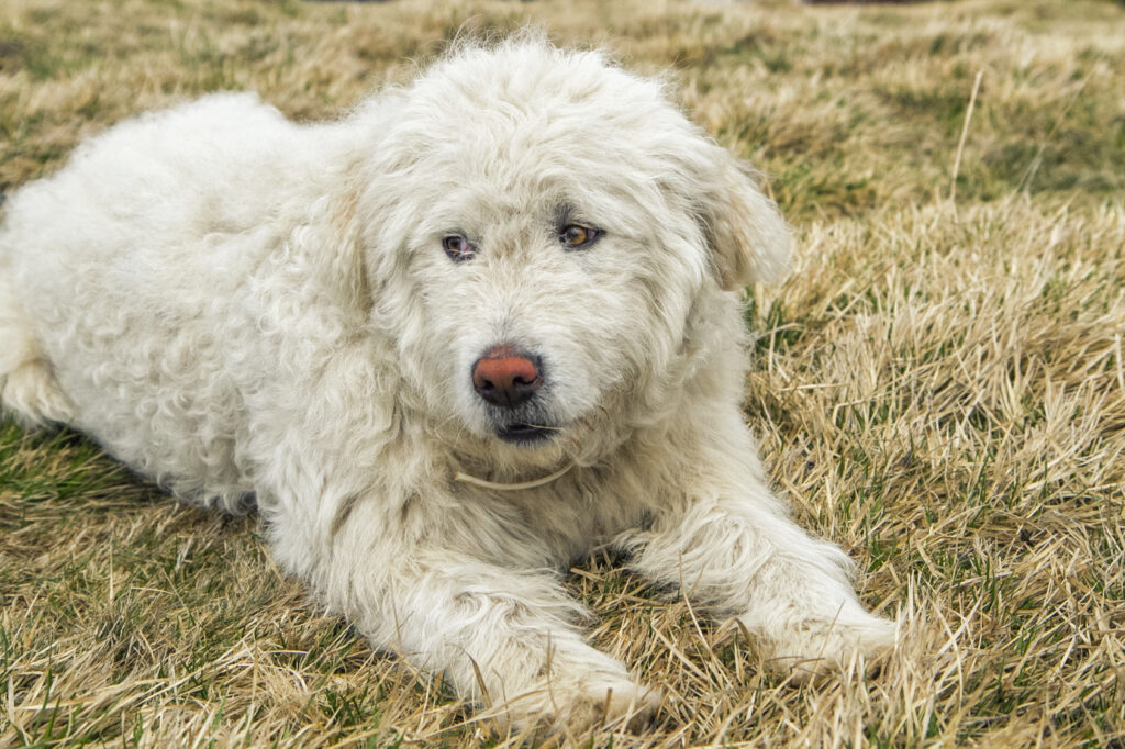 Un chien komondor couché