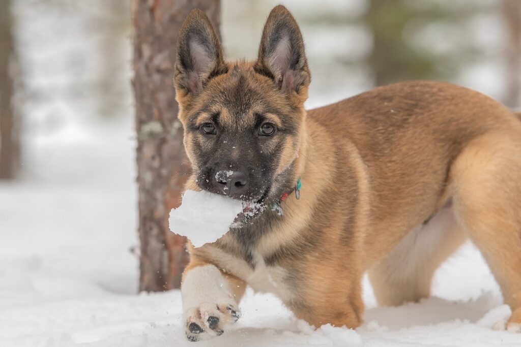 Un laika chiot