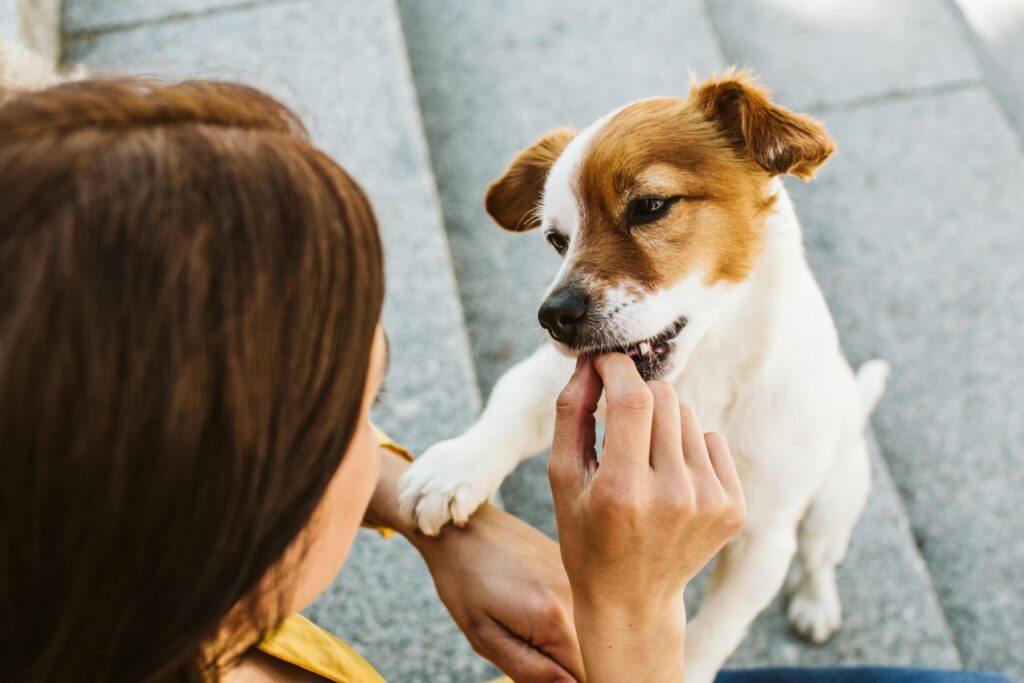 chien touché d'un mégaœsophage