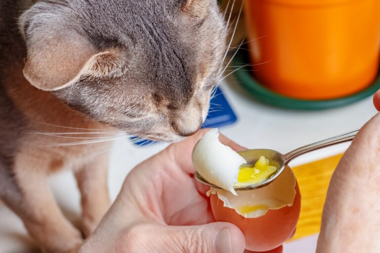 Un chat dévorant un œuf