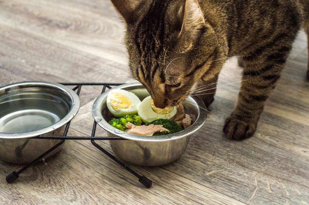 Un chat qui mange des œufs cuits durs dans sa gamelle