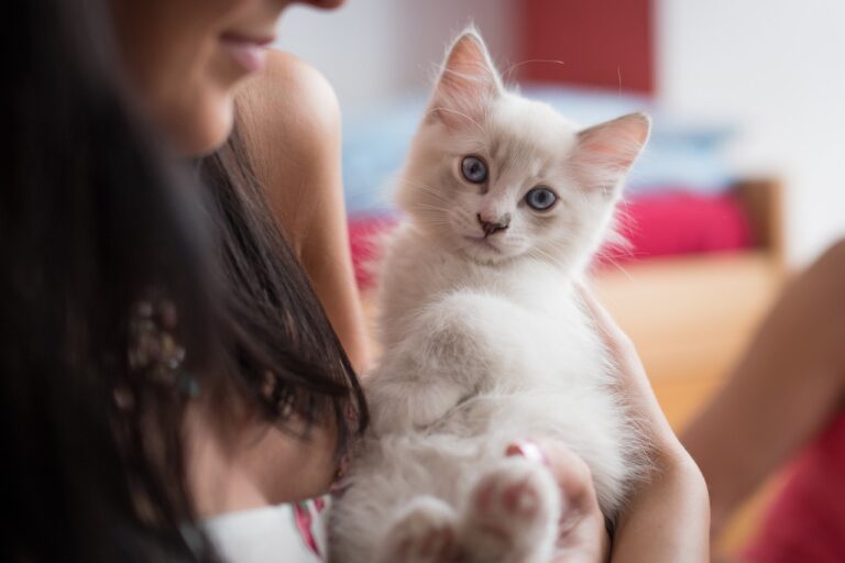 choix prénom en U pour chat