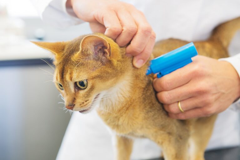 Un chat se fait pucer par le vétérinaire