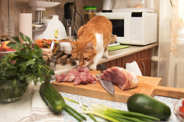 Un chat intéressé par la recette qu'on lui prépare