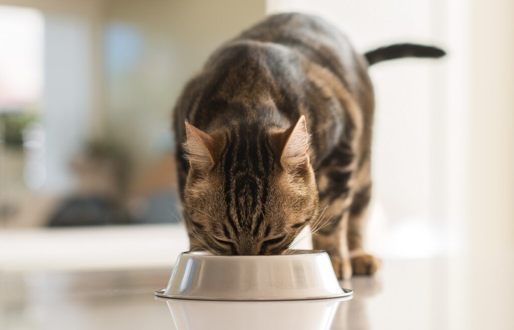 Ce chat apprécie la recette préparée pour lui