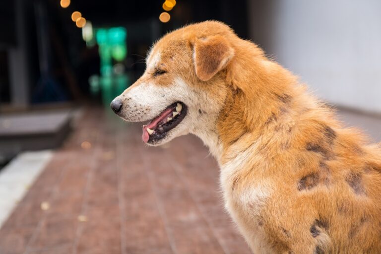 Photo d'un chien souffrant de teigne