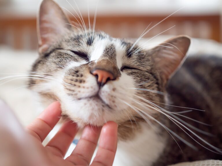 Caresser un chat sous le menton pour lui faire plaisir