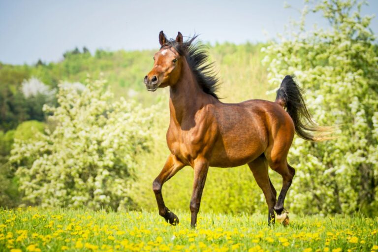 Un cheval arabe élégant