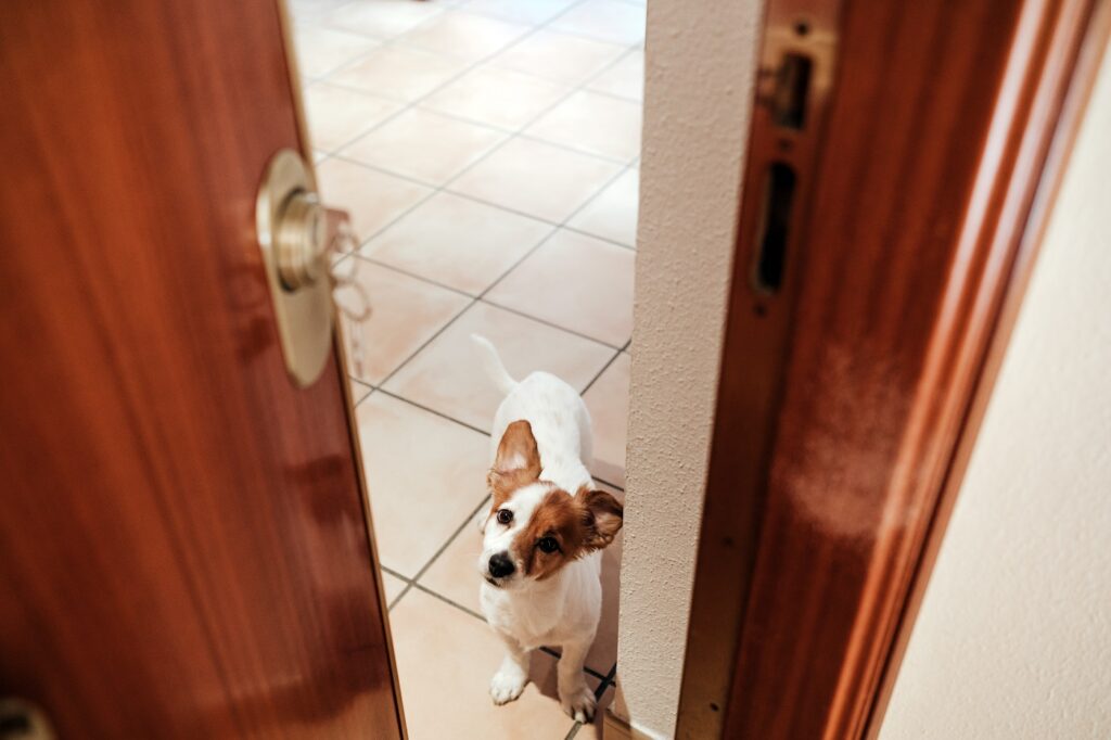 chien dans un appartement