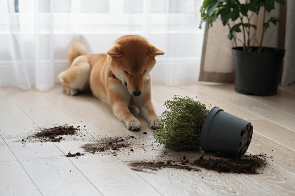 vivre avec des chiens en appartement