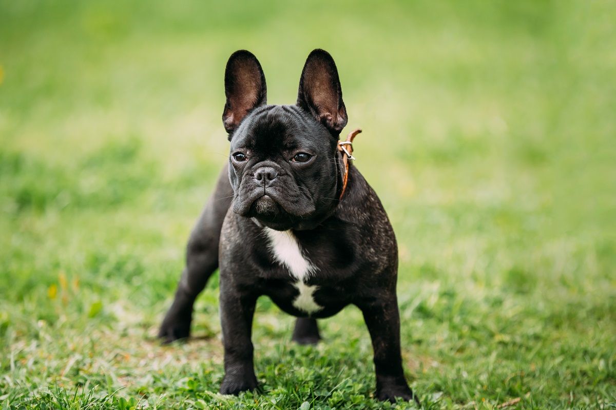 chien bouledogue français atteint de bracycéphalie