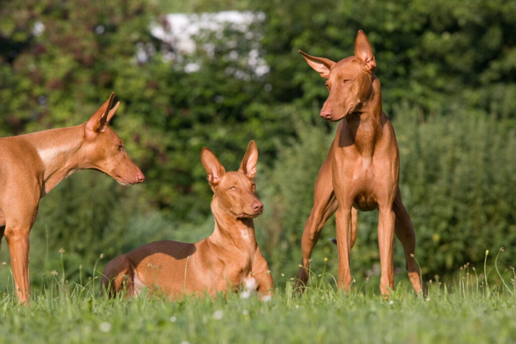 chiens du pharaon