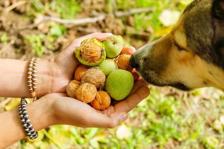 noix pour chien