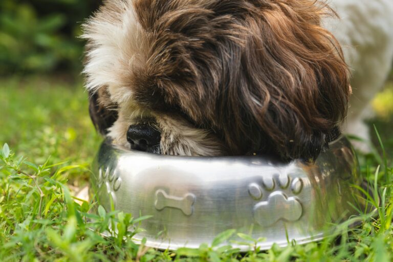 chien mangeant du concombre