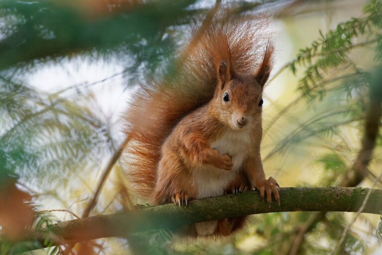 Écureuil : petit animal mignon qui vit dans les forêts