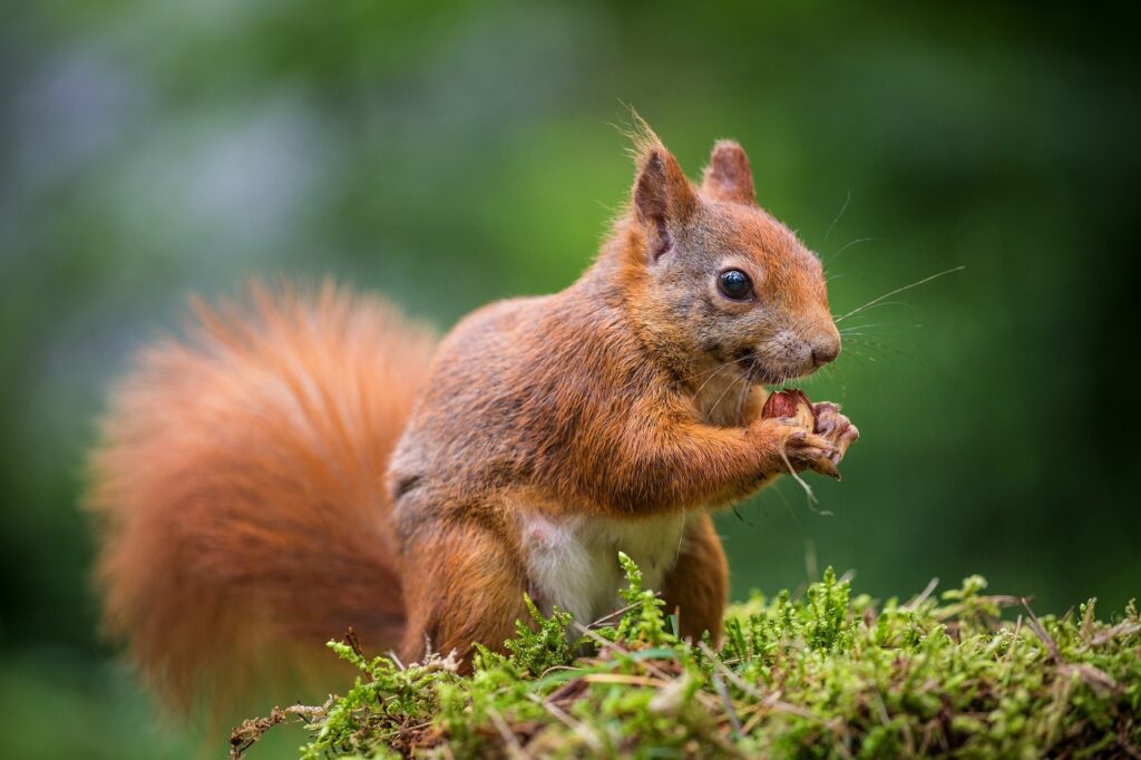 Un écureuil mangeant une noisette