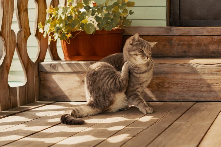 Un chat se gratte à cause de la gale