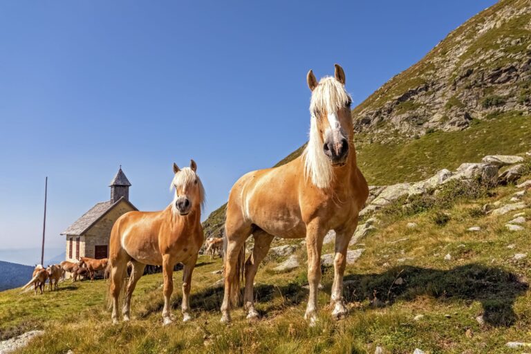 Haflinger : petit cheval originaire du Tyrol